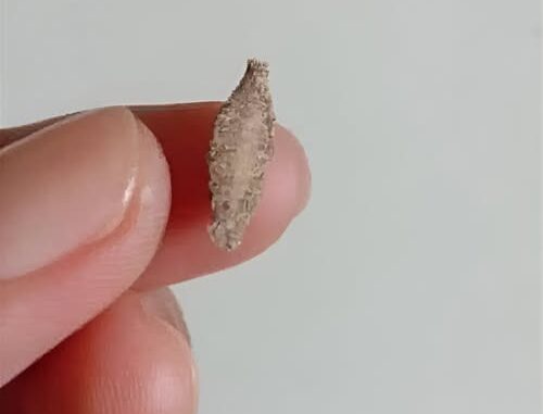Always-check-the-walls-of-your-house-regularly-for-these-insects.-Check